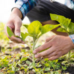 Czy rolnictwo ekologiczne może być opłacalne?