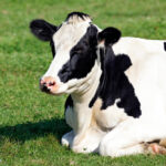 Dlaczego krowy dają mleko cały czas?