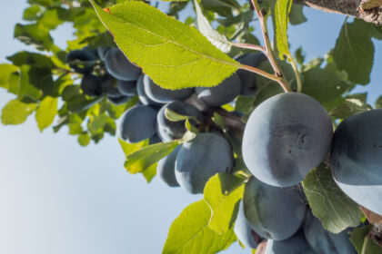 Śliwa. Uprawa, nawożenie i pielęgnacja
