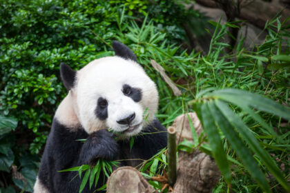 Ile żyje panda?